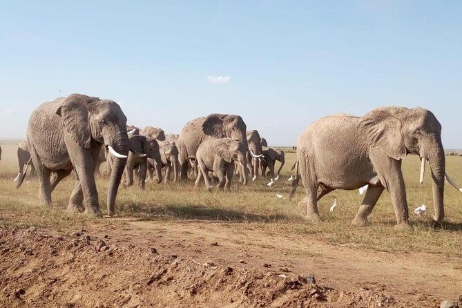 8 Days: Tsavo East National Park Amboseli, Nakuru, Maasai Mara Park - Pricing and Value