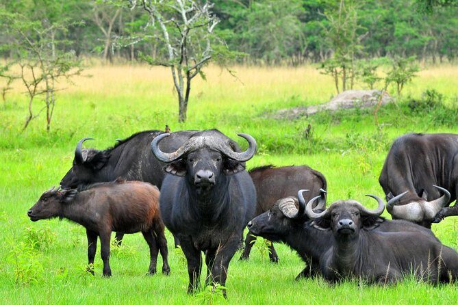 8 days Uganda Primate & Wildlife safari tour - FAQ