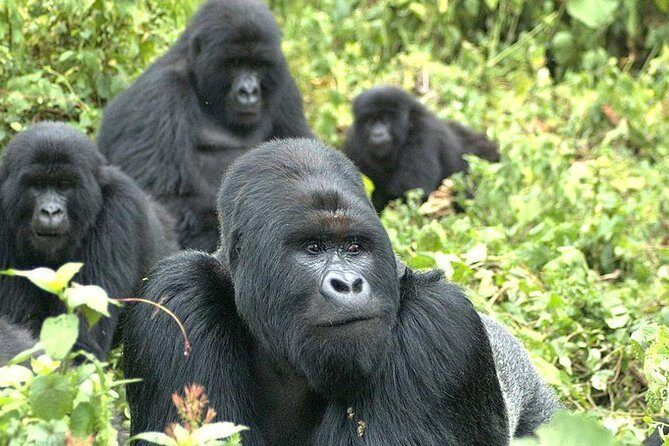 9 Best of Uganda gorilla and wildlife safari - What This Tour Means for You