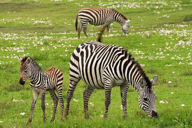 9-Day Enchanting Tanzania Safari -High End All Inclusive - The Itinerary: Day-by-Day