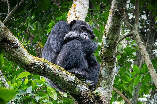 9-Day Private Uganda Wildlife Safari - The Value of the Tour