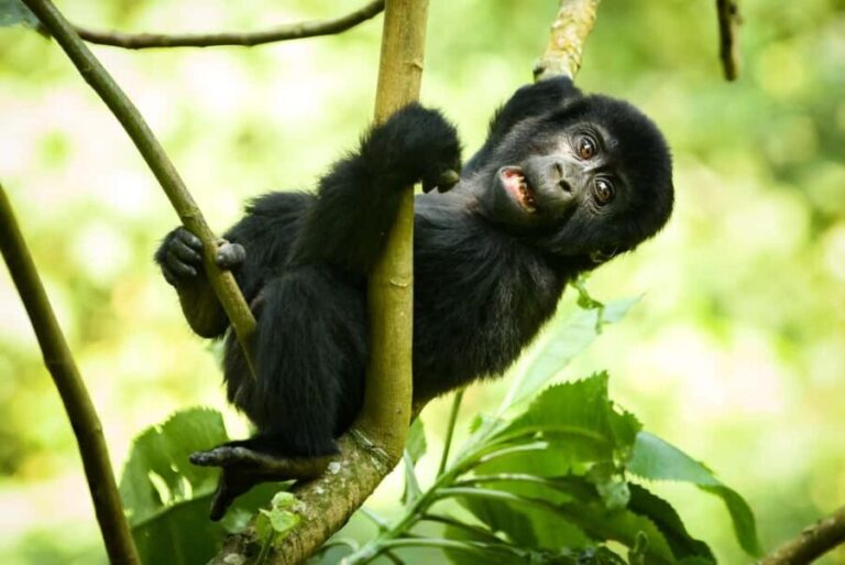 9-Day Uganda and Rwanda Big Five and Gorilla from Kigali - Detailed Breakdown of the Itinerary