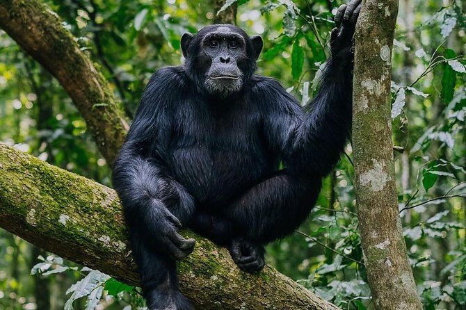 9-Day Uganda Primates - Lions & so Much More (Midrange) - Authenticity & Guides