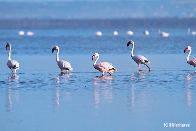 9- Days Classic Kenya Family Safari - What Reviewers Say