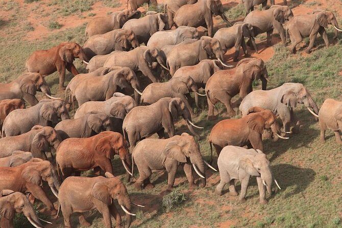 9-Days Discover Kenya Private Safari - What’s Included and What’s Not