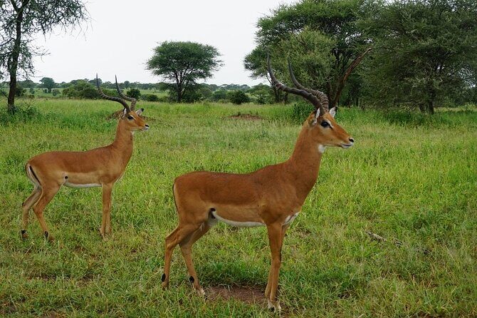 9-Days High End Road and Air Kenya Safari - How the Tour Elevates Your Safari Experience