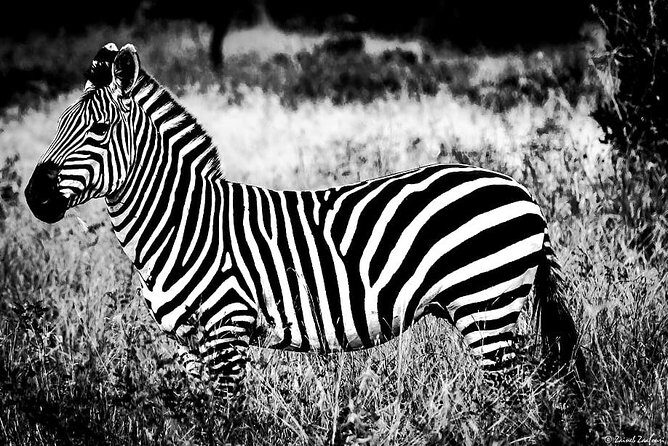9 Days Kenya and Tanzania Wildlife Experience - Final Thoughts: Who Will Love This Tour?