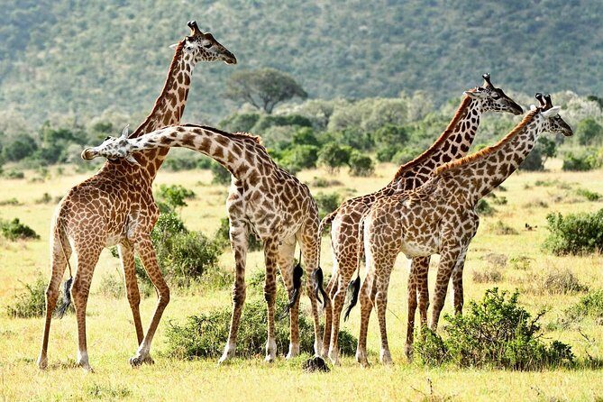 9 Days Kenya Classic Lodge Safari - Authentic Experiences and Reviews