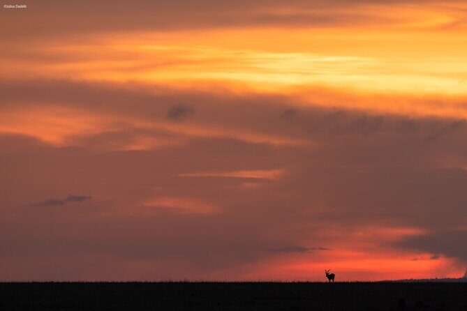 9 Days of Private Safari Tour in Serengeti and Ngorongoro - Analyzing the Value and Experience