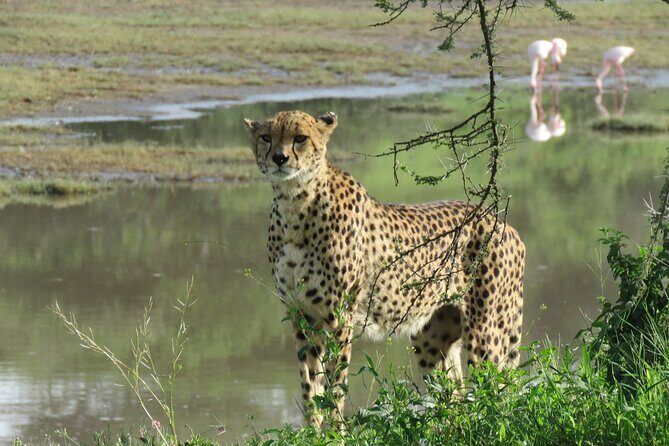 9 Days Safari To See Great Migration Crossing - Day 3: Lake Manyara – Climbing Lions and Waterbirds Galore