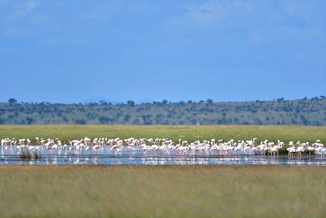 9 Days Samburu- Nakuru- Mara-Naivasha- Amboseli Wild Safari - The Experience’s Strengths