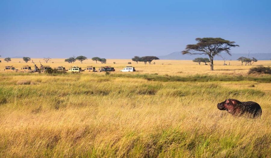 9 Days Serengeti Highlights of Tanzania Safari Tour - The Itinerary in Detail