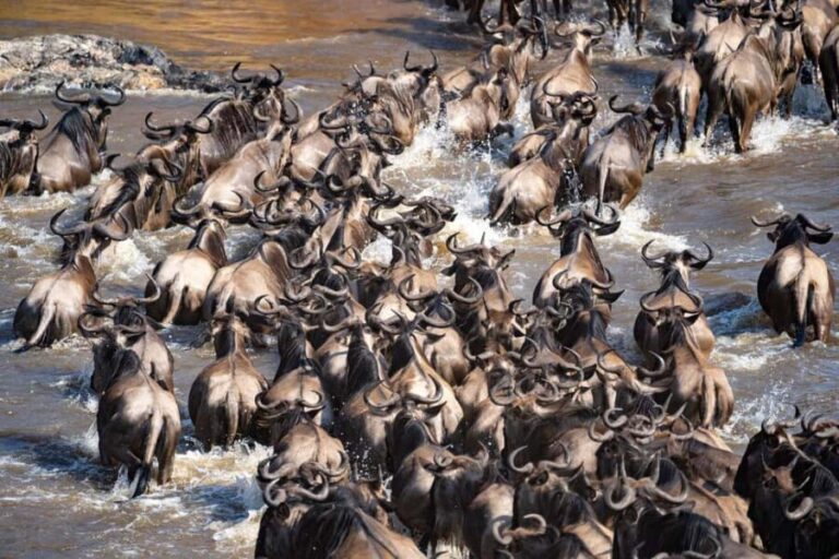 9 Days Serengeti Wildebeest Migration Safari - What Makes This Safari Stand Out?