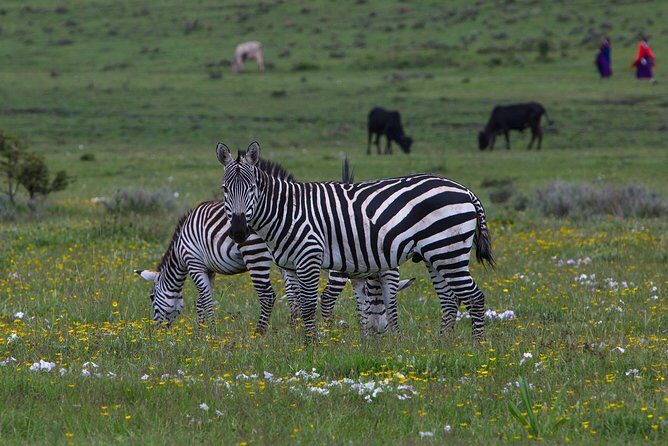 9 Days Tarangire, Serengeti, Ngorongoro Crater & Manyara Camping Safari Tour - Who Is This Tour Best For?
