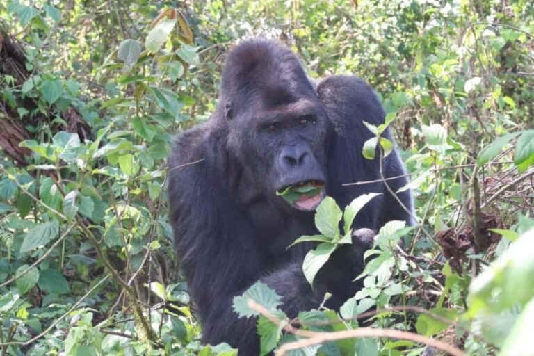 A 10-day Lowland Gorilla trek expedition in DR Congo - What the Tour Includes and Whats Not