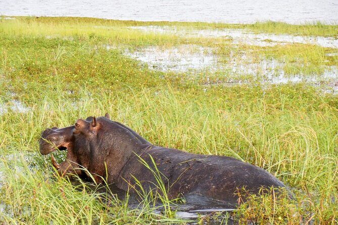 A Chobe Full Day Tour - Botwana - What Travelers Say: Authentic Perspectives