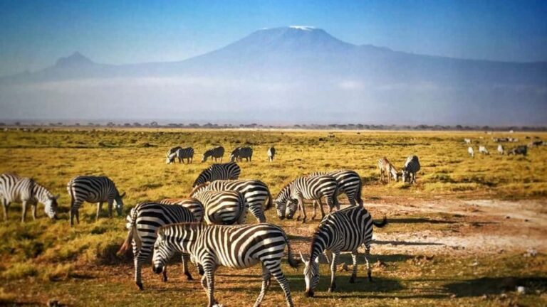 A Day at Amboseli National Park from Nairobi - Who Is This Tour Best For?
