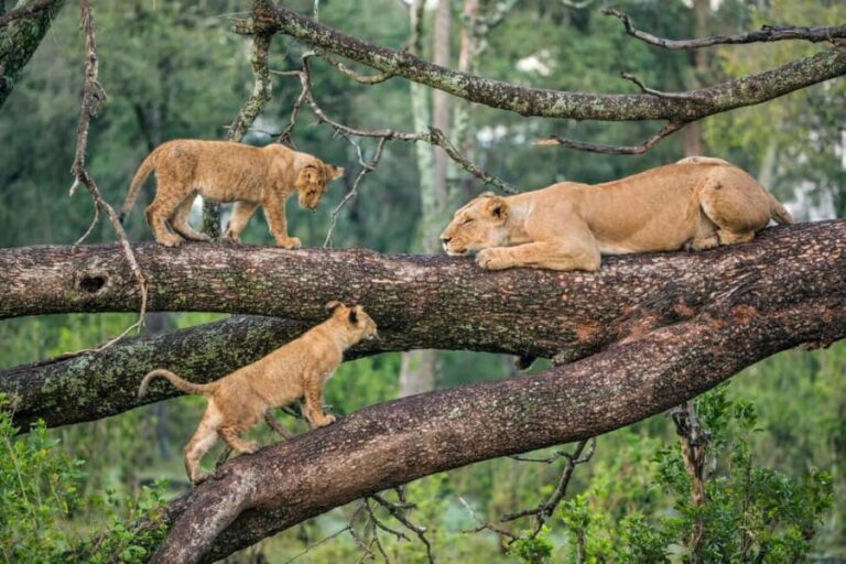 A Day Exploring the Wonders of Lake Manyara National Park - INSIDE THE PARK: Wildlife and Landscapes
