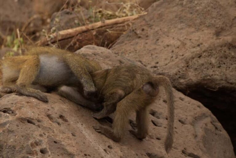 A Day in Lake Manyara National Park - What to Expect from This Day Trip