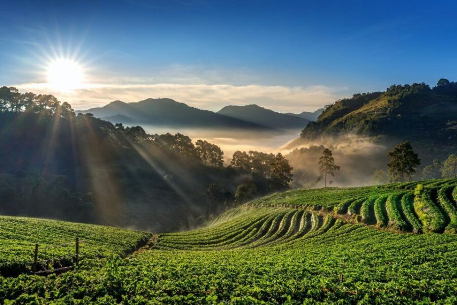 A Day in Munnar: Nature, Culture, and Local Flavor - Exploring Old Munnar and Local Life
