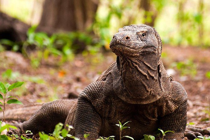 A Day to Komodo Island - What to Expect from the Tour