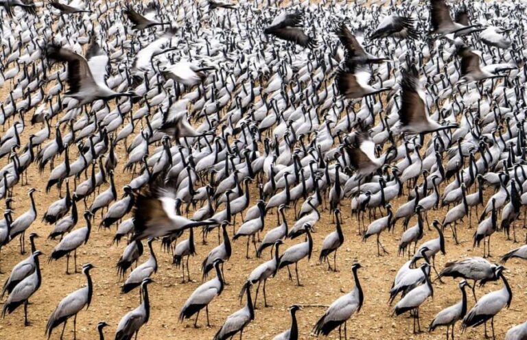 A Day Tour of Bharatpur Bird Sanctuary from Agra. - The Experience and Its Value