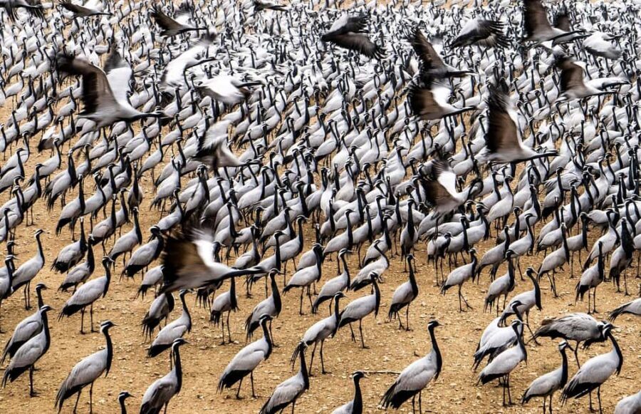 A Day Tour of Bharatpur Bird Sanctuary from Agra. - The Experience and Its Value
