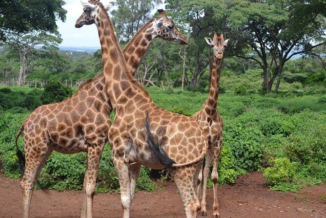 A Day Tour to Giraffe Center in Nairobi Kenya - Evaluating the Cost and Value