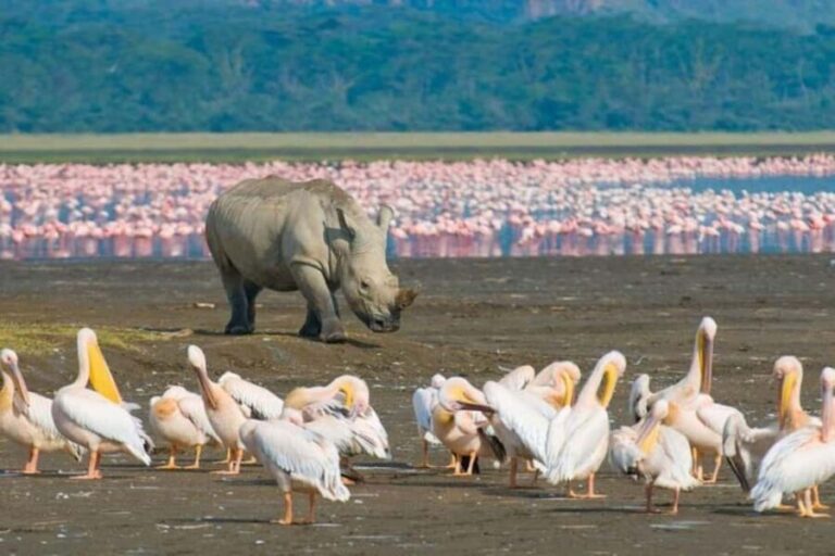A Day Tour To Lake Nakuru And Naivasha Boat Ride - Starting the Journey: Early Rise and Scenic Drive