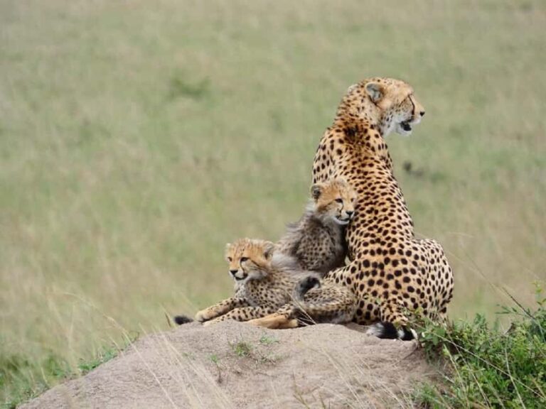 A Day trip to Lake Nakuru National Park from Nairobi - Why This Trip Works for Different Types of Travelers
