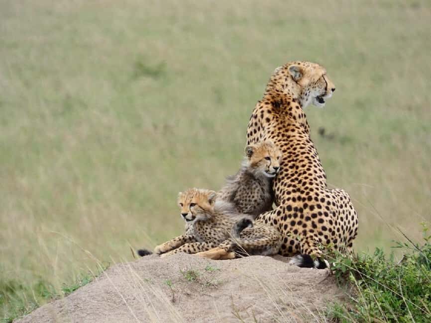 A Day trip to Lake Nakuru National Park from Nairobi - Why This Trip Works for Different Types of Travelers