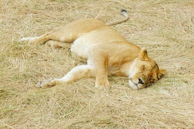 A Day Trip To Mikumi fly from Zanzibar - The Significance of the Guided Game Drives