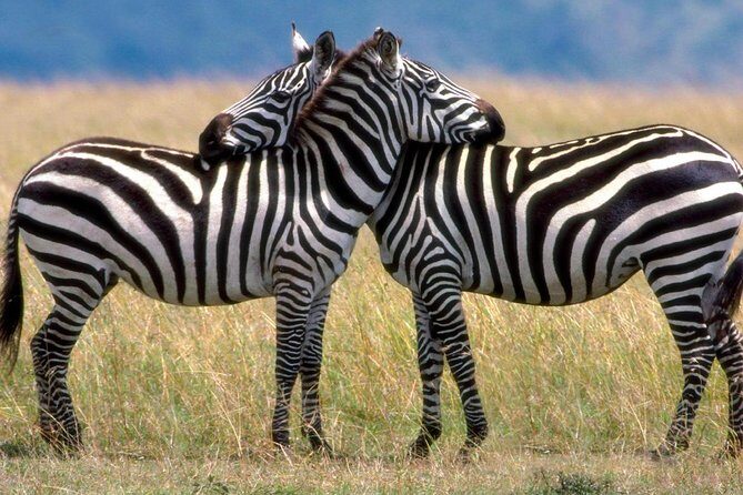 A Day Trip To Saadani National Park From Dar es salaam / Zanzibar - The Game Drive: What to Expect