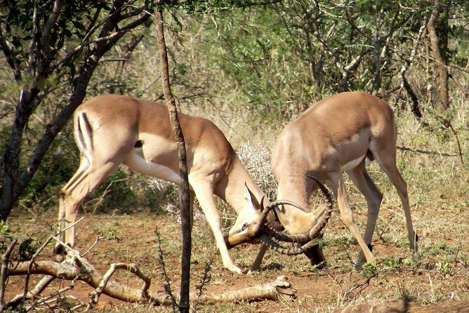 A Full Day Safari Tour to the Hluhluwe Imfolozi Big 5 Game Reserve - How the Experience Genuinely Delivers