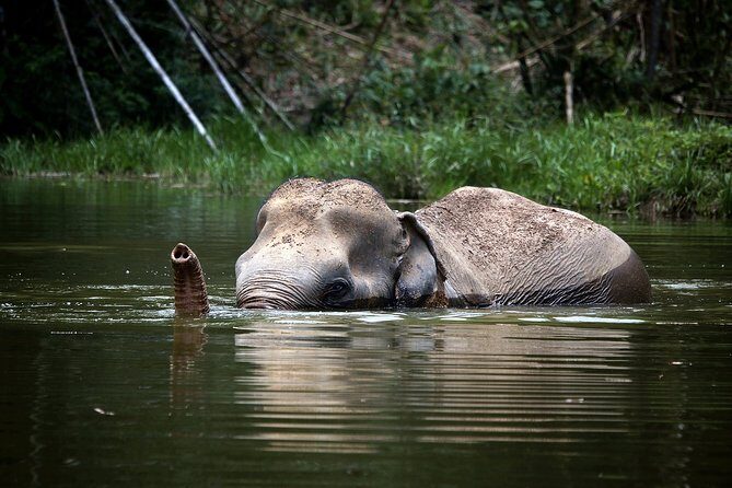 A Morning with the Elephants at Phuket Elephant Sanctuary - Why This Tour Offers Real Value