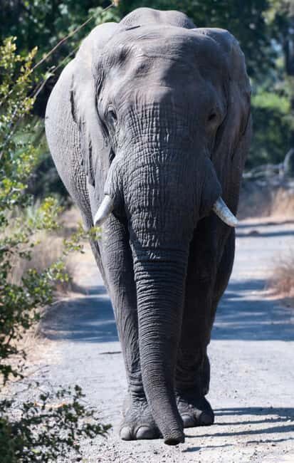 A Private Game Drive Plus White Rhino short walk - Exploring the Experience: What You Can Expect