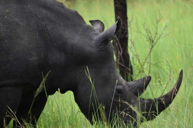 A Thrilling 1-Day Rhino Tracking Tour in Uganda - Authentic Traveler Feedback
