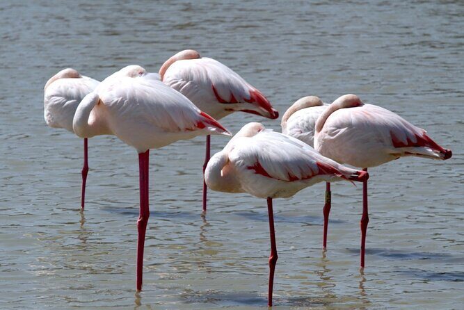 A thrilling Kenya 4 Days Adventure: Masai Mara &Lake Nakuru - Transportation and Group Size