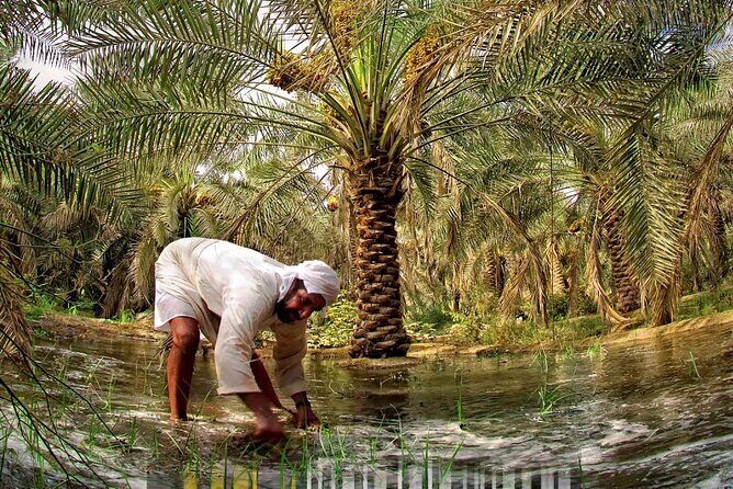 A tour in Al Ahsa the largest Oasis in the world - A Closer Look at the Itinerary