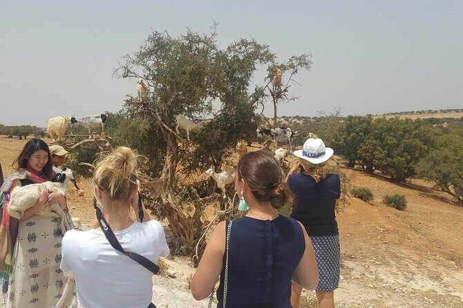 A wonderful day in Essaouira from Marrakech - Authentic Experiences and Cultural Insights