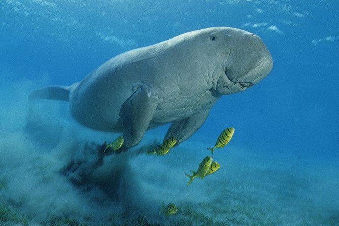 Abu Dabbab over day - Snorkeling in Turtles House - Hurghada - Who Will Love This Tour?