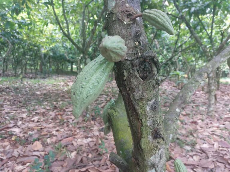 Accra: Cocoa Farm and Chocolate Factory Tour with Pickup - What’s Included and What’s Not