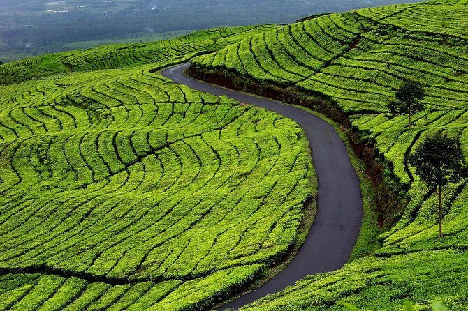 Active Volcano, Rice Field, Hot Spring, Fruit market, Tea Plantation with Lunch - The Sum Up