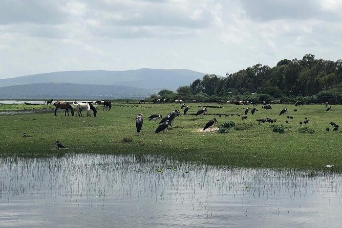 Addis City Tour & Crater Lakes excursions in Debreziet! - Who Should Consider This Tour?