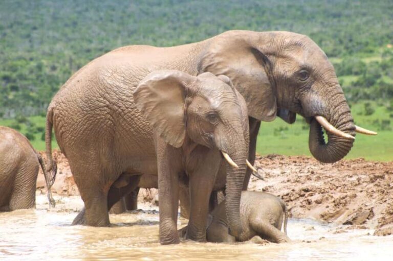 Addo big 5 tour - The Itinerary and Experience Breakdown