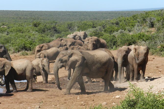 Addo Elephant 5 hour Morning Safari. - Who Is This Tour Best For?