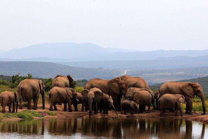 Addo Elephant Full Day Safari with a Traditional South African Braai (BBQ) Lunch - An In-Depth Review of the Safari Itinerary