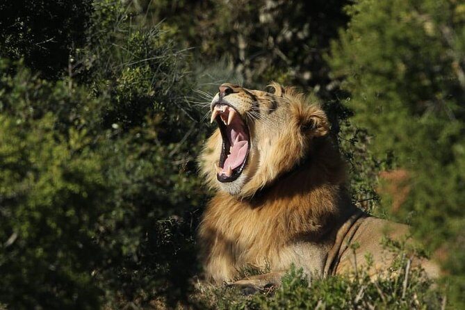 Addo Elephant National Park All Inclusive Full-Day Safari - The Full Experience: What to Expect