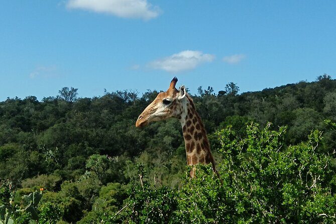 Addo Elephant National Park and Giraffe Walk Tracking Safari - Why This Tour Offers Great Value