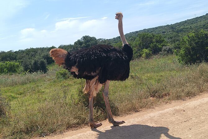 Addo Elephant National Park and Kragga Kamma Game Park Combo. - Who Will Love This Tour?
